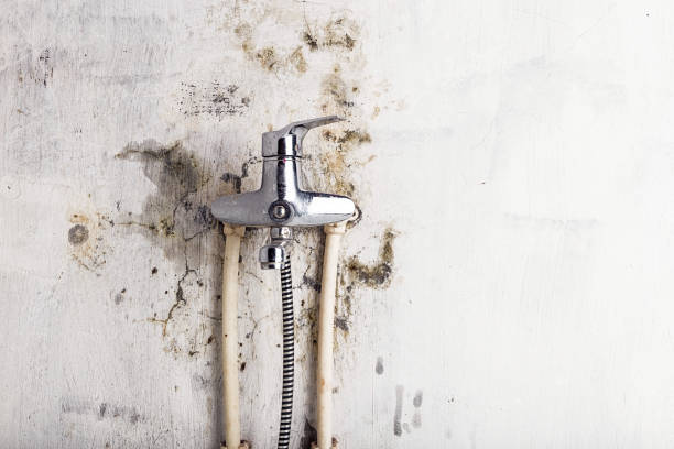 Best Mold Cleaning Services  in Four Corners, MD