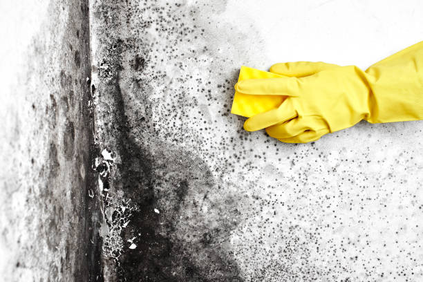 Best Office Mold Removal Services  in Four Corners, MD