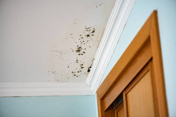 Best Mold Cleaning Services  in Four Corners, MD