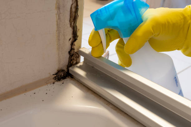 Best Mold Removal Process  in Four Corners, MD