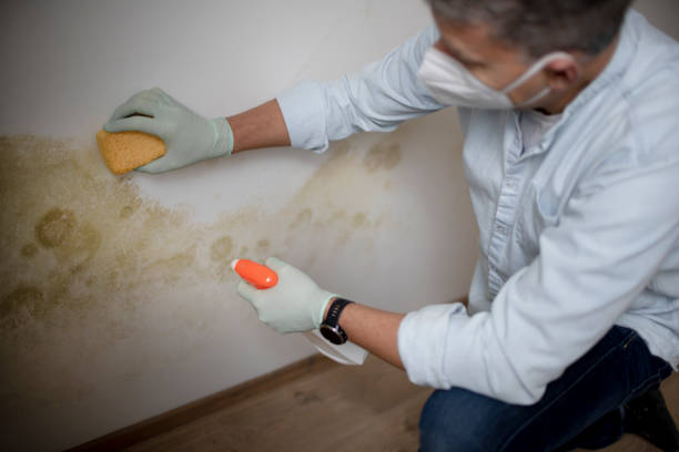 Best Black Mold Removal  in Four Corners, MD