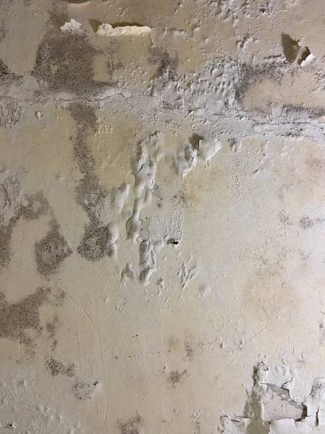 Best Commercial Mold Removal  in Four Corners, MD