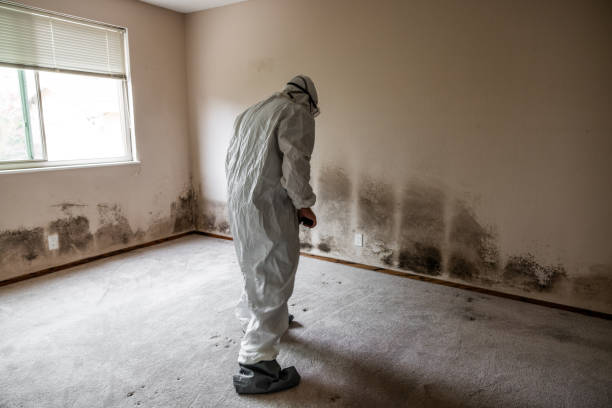 Best Certified Mold Removal  in Four Corners, MD