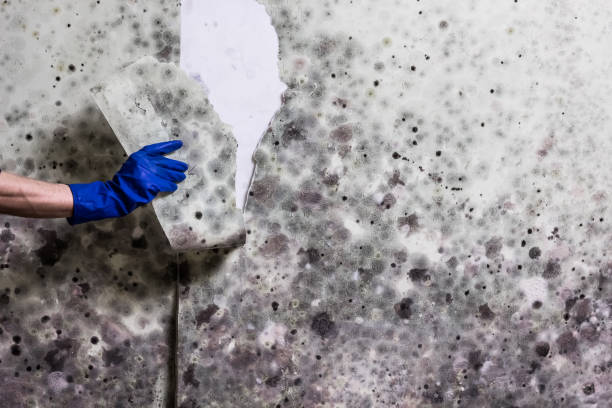 Certified Mold Removal in Four Corners, MD