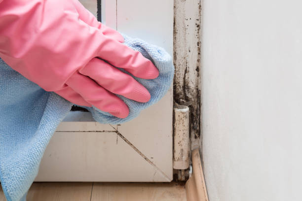 Office Mold Removal Services in Four Corners, MD