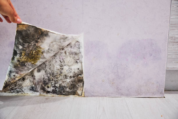 Best Affordable Mold Removal  in Four Corners, MD
